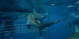 Shark Cage Diving in Scottburgh