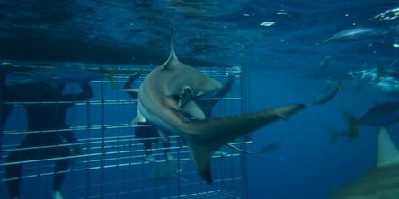 Shark Cage Diving in Scottburgh