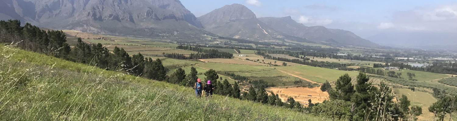 walking across buchu fields with a panoramic view of the wine lands