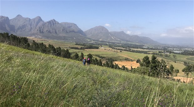 walking across buchu fields with a panoramic view of the wine lands