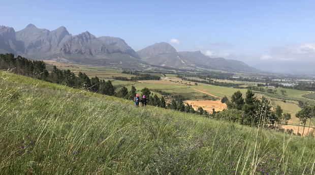 walking across buchu fields with a panoramic view of the wine lands walking across buchu fields with a panoramic view of the wine lands