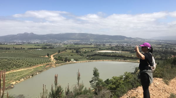 walking across buchu fields with a panoramic view of the wine lands