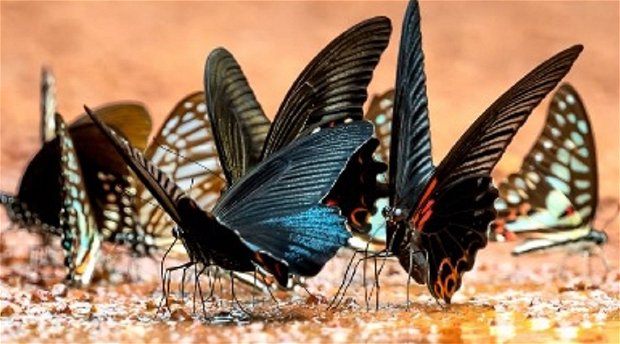 butterfly retreat butterfly retreat