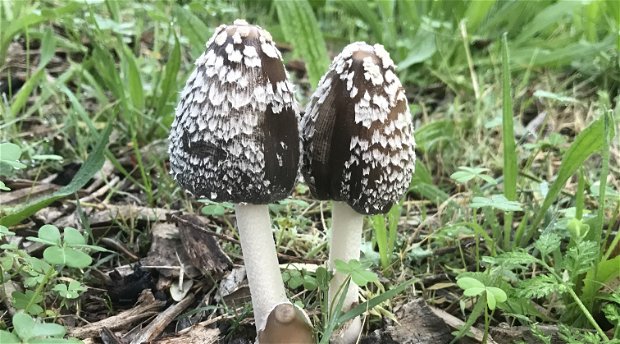 Mushroom Foraging Photo Safari at Waterfall Valley