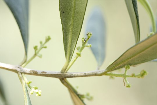 Budding Olive tree in Spring