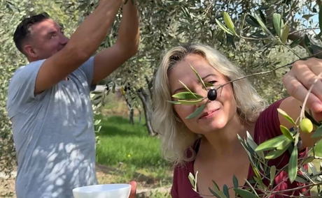 Olive picking in the waterfall valley olive grove