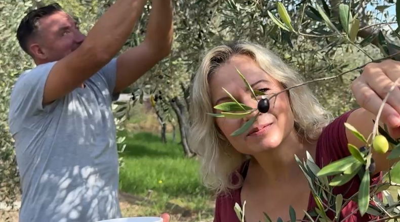 Olive picking in the waterfall valley olive grove Olive picking in the waterfall valley olive grove