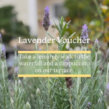 a lavender plant for a walk to the waterfall and a cappuccino a lavender plant for a walk to the waterfall and a cappuccino