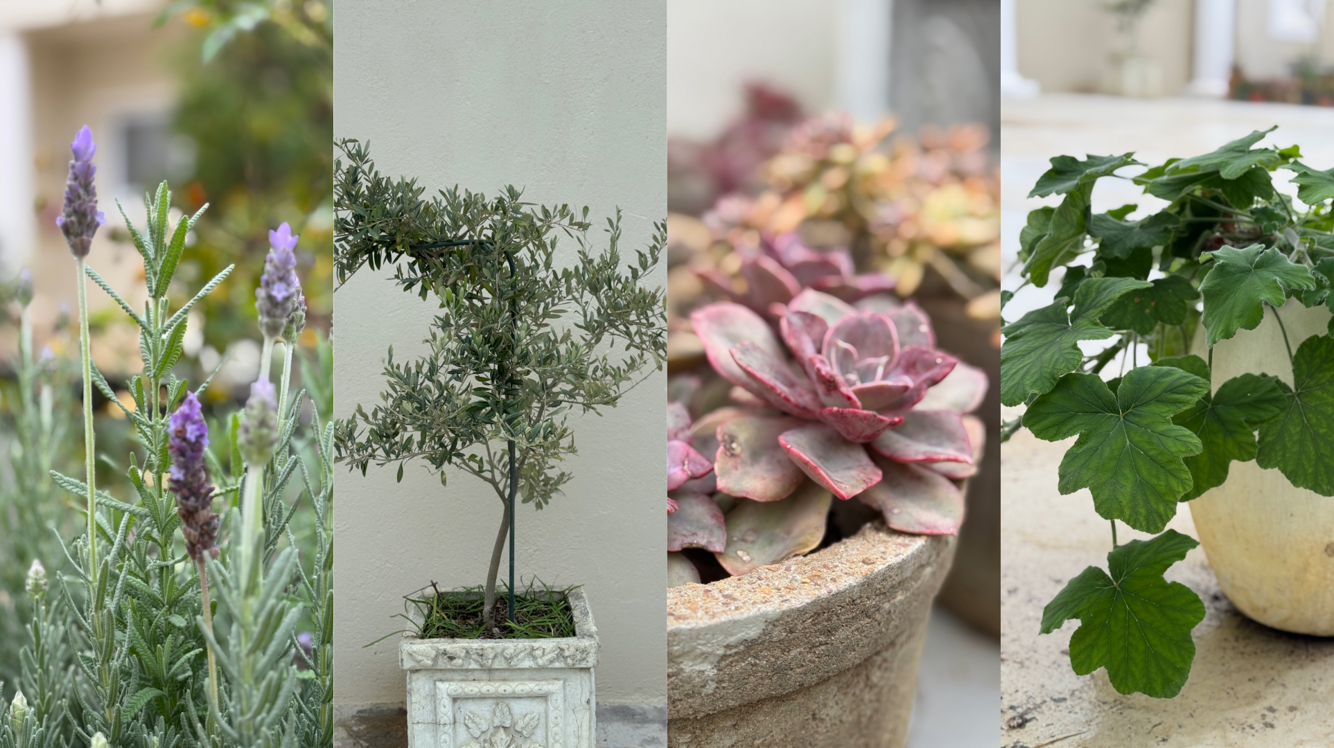 Studio Courtyard Plants