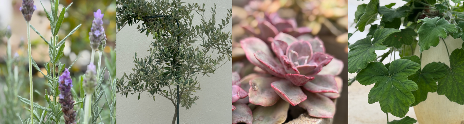 Studio Courtyard Plants