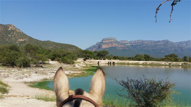 Buffaloes drinking water at Moholoholo Big3 Reserve, with Blyde Canyon backdrop, from horseback in the wild