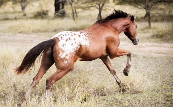 Our horses