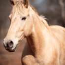Their stories - Khaya Hanci Horse and Game Ranch