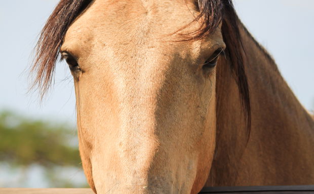 Horse, Stallion, Heart Health