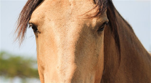 Horse, Stallion, Heart Health
