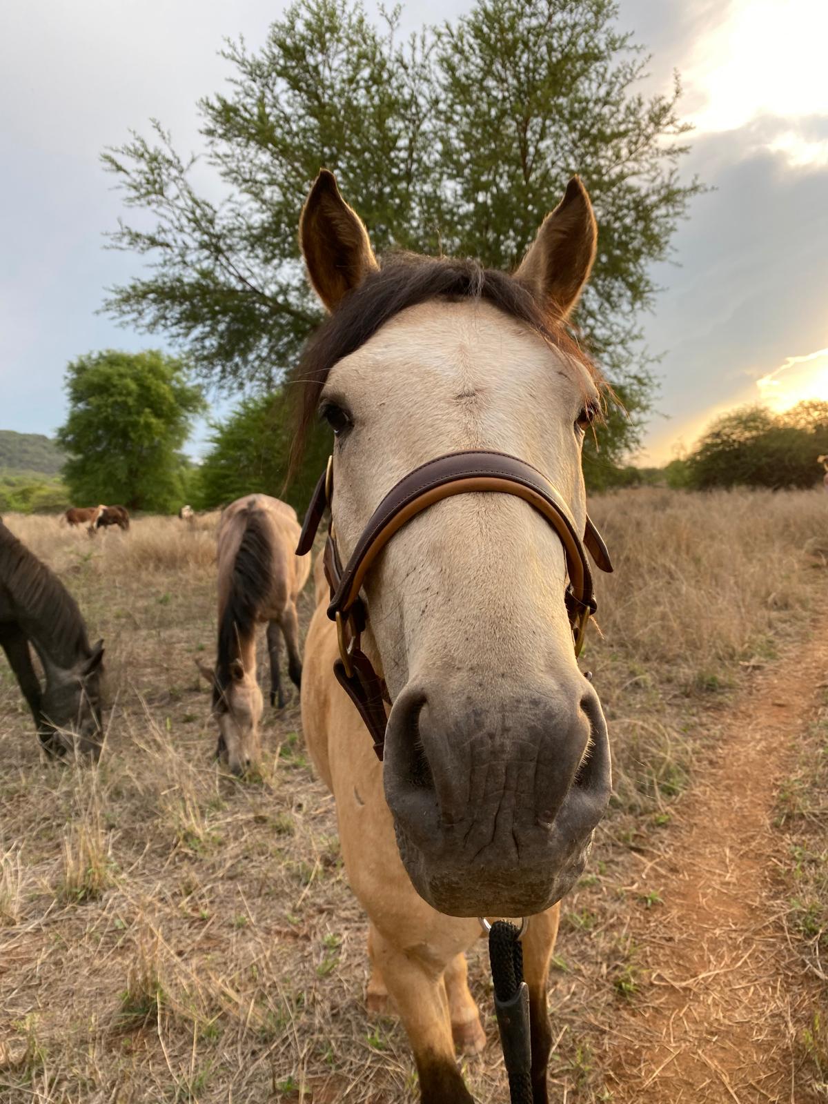 Their stories - Khaya Hanci Horse and Game Ranch