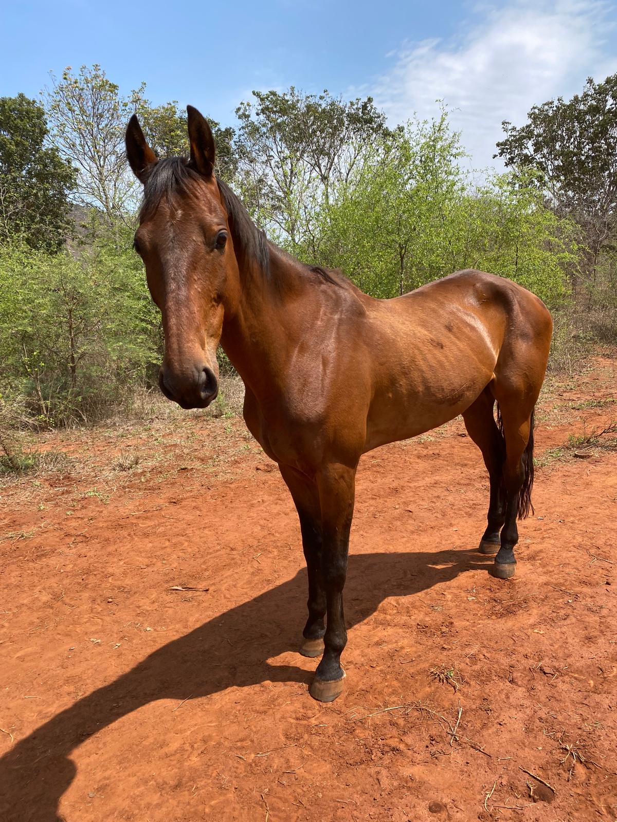 Their stories - Khaya Hanci Horse and Game Ranch