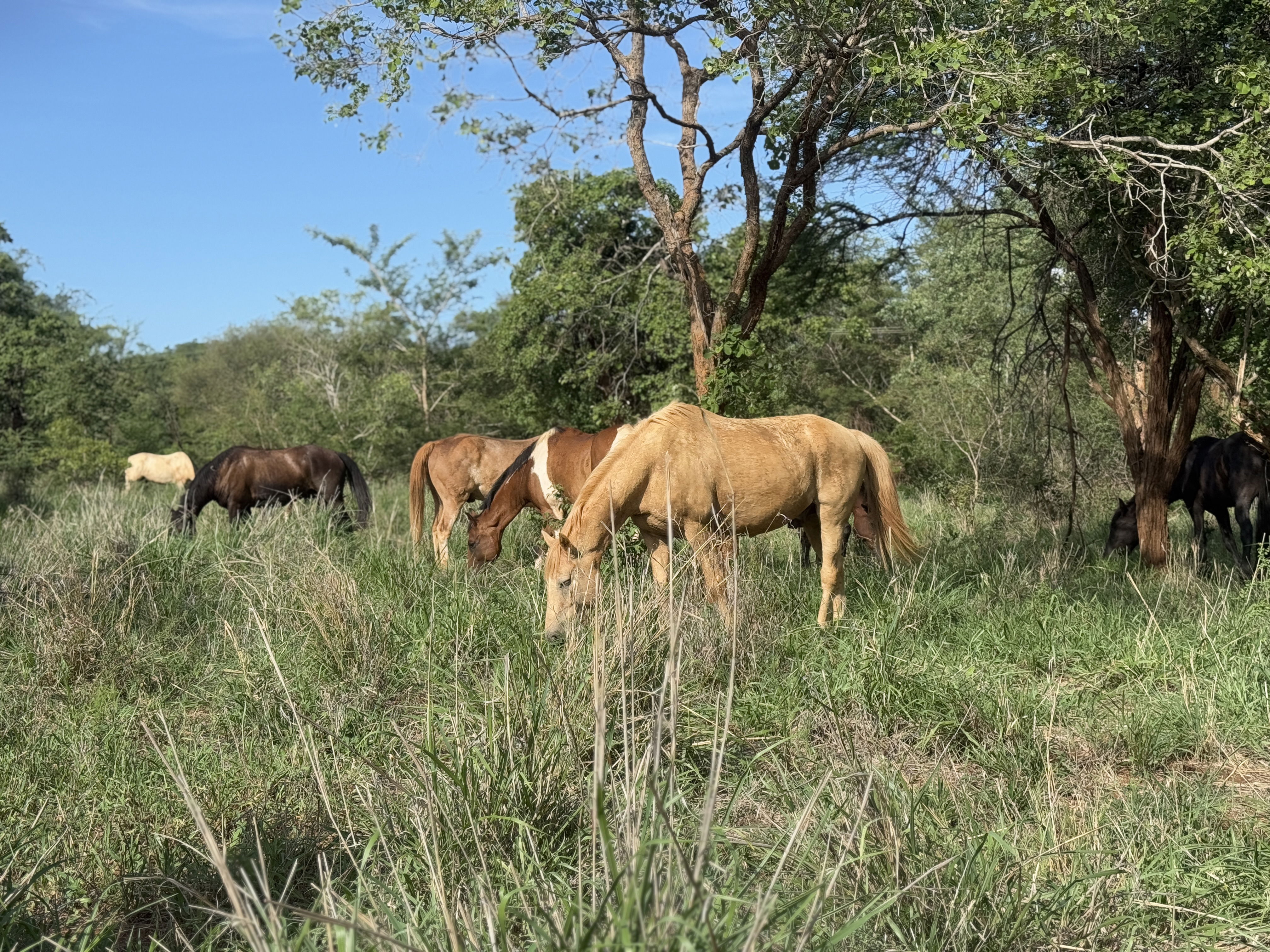 herd of horses eating gras in the south african bush