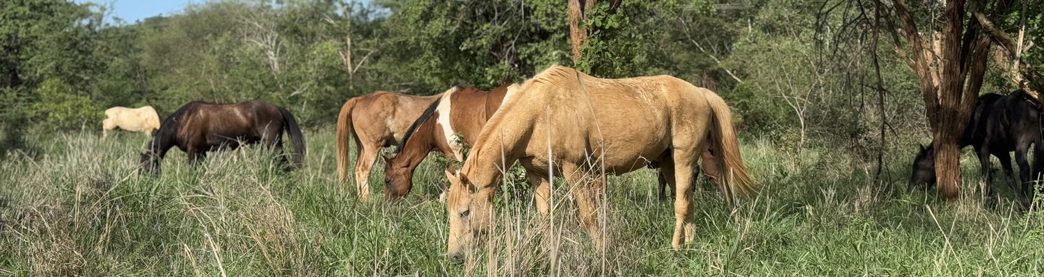 herd of horses eating gras in the south african bush