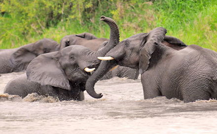 Khaya Hanci Lodge and Horse Trails offers an exciting one day tour to the Kruger National Park, the ultimate African safari destination. See Big 5 animals on this exciting trip that will thrill the whole family!