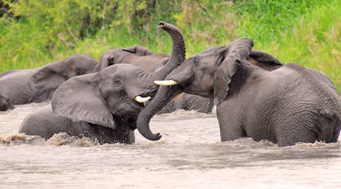 Khaya Hanci Lodge and Horse Trails offers an exciting one day tour to the Kruger National Park, the ultimate African safari destination. See Big 5 animals on this exciting trip that will thrill the whole family!