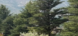 Your Midweek Getaway in the Mountains