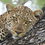 Capturing Wildlife Moments That Take Your Breath Away at Makumu