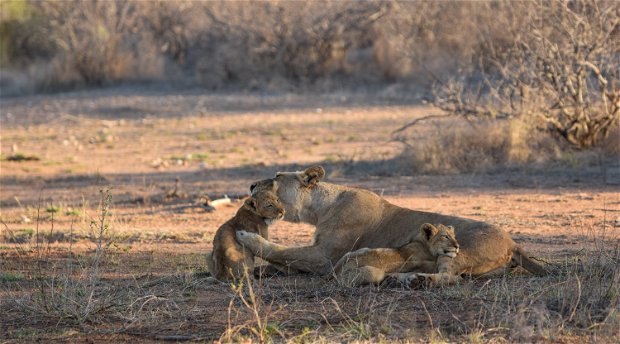 Lion cubs at Makumu Private Game Lodge