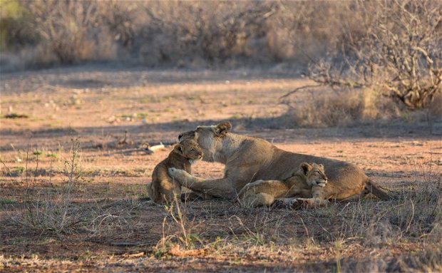 Lion cubs at Makumu Private Game Lodge Lion cubs at Makumu Private Game Lodge