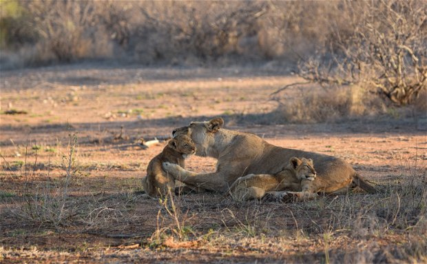 Lion cubs at Makumu Private Game Lodge