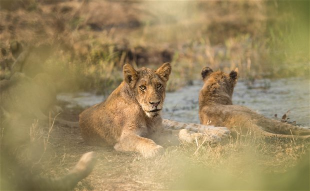 Makumu Private Game Lodge Lions