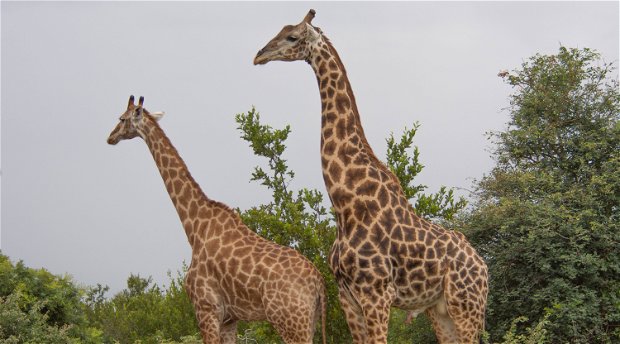 Giraffes at Makumu Private Game Lodge