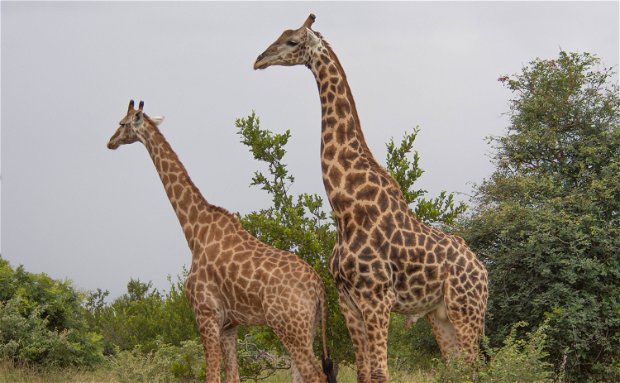 Giraffes at Makumu Private Game Lodge