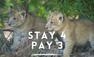 Stay 4 Nights, Pay for 3 