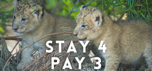 Stay 4 Nights, Pay for 3 