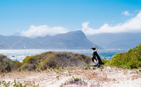 Simon’s Town