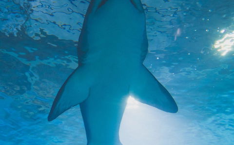 Shark Watching