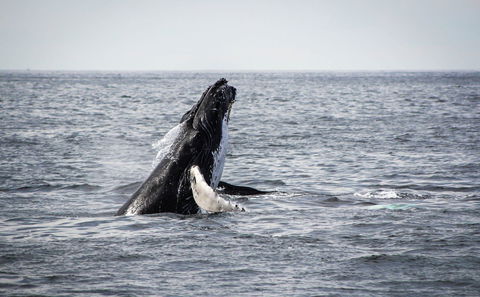 Whale Watching