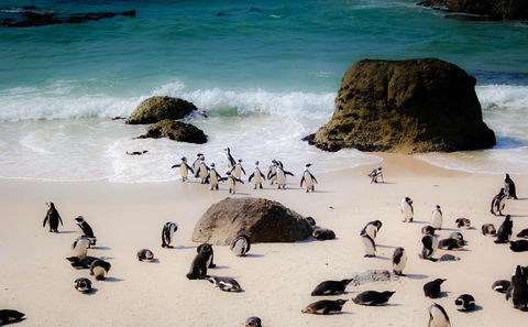 Boulders Beach Penguin Colony