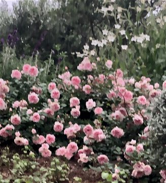 My Granny roses showing off in Spring
