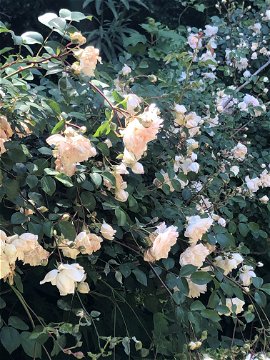 Spring time roses cascade at Longfield