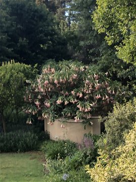 Brugmansia  in full bloom in the garden at Longfield