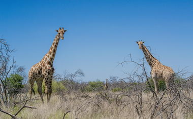 Activities, Game viewing and Nature walks.