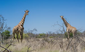 Activities, Game viewing and Nature walks.