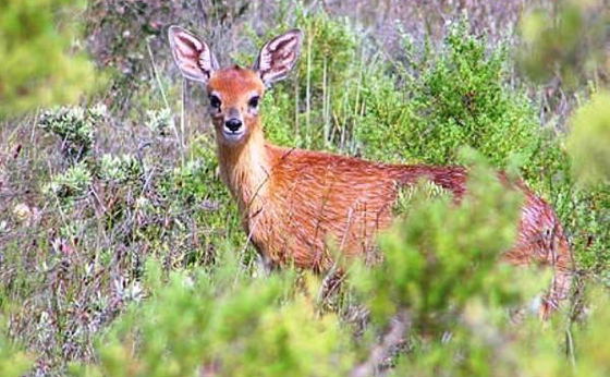 Fauna and Flora