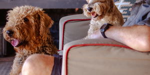 We do have pet friendly accommodation!