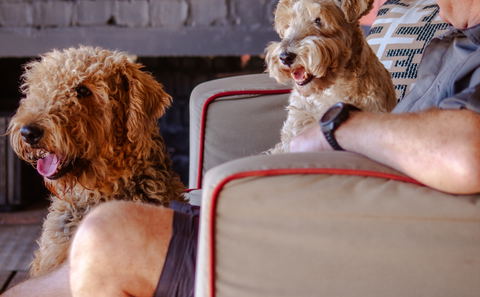 We do have pet friendly accommodation!