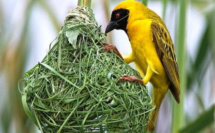 Birding in the Breedekloof