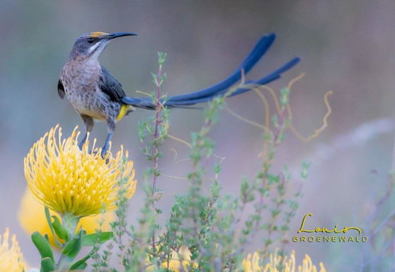 Birding