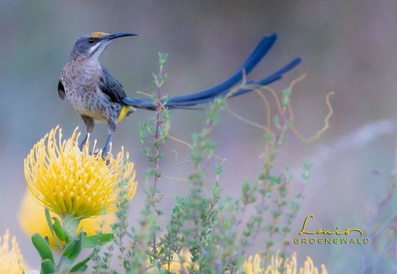 Birding